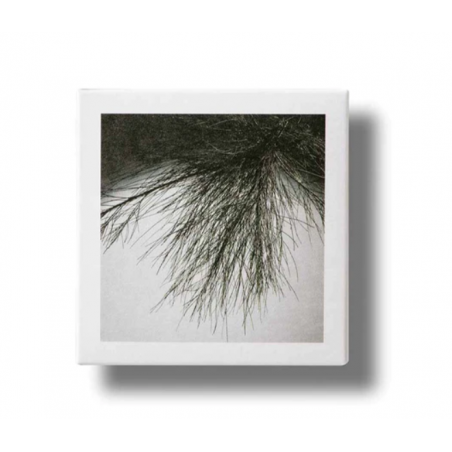 KORRES White Pine Volumizing Serum-in-Moisturizer Λευκή Πεύκη Κρέμα Ημέρας Αναπλήρωσης Όγκου για Κανονικό/Μικτό Δέρμα, 40ml